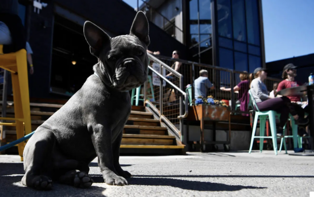 Dog-Friendly Denver: Parks, Cafes, and Activities for Your Furry Friend